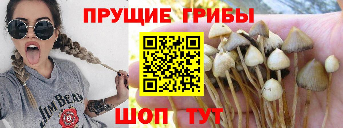 Галлюциногенные грибы MAGIC MUSHROOMS Губаха